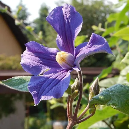 In Heviz/balaton 18913